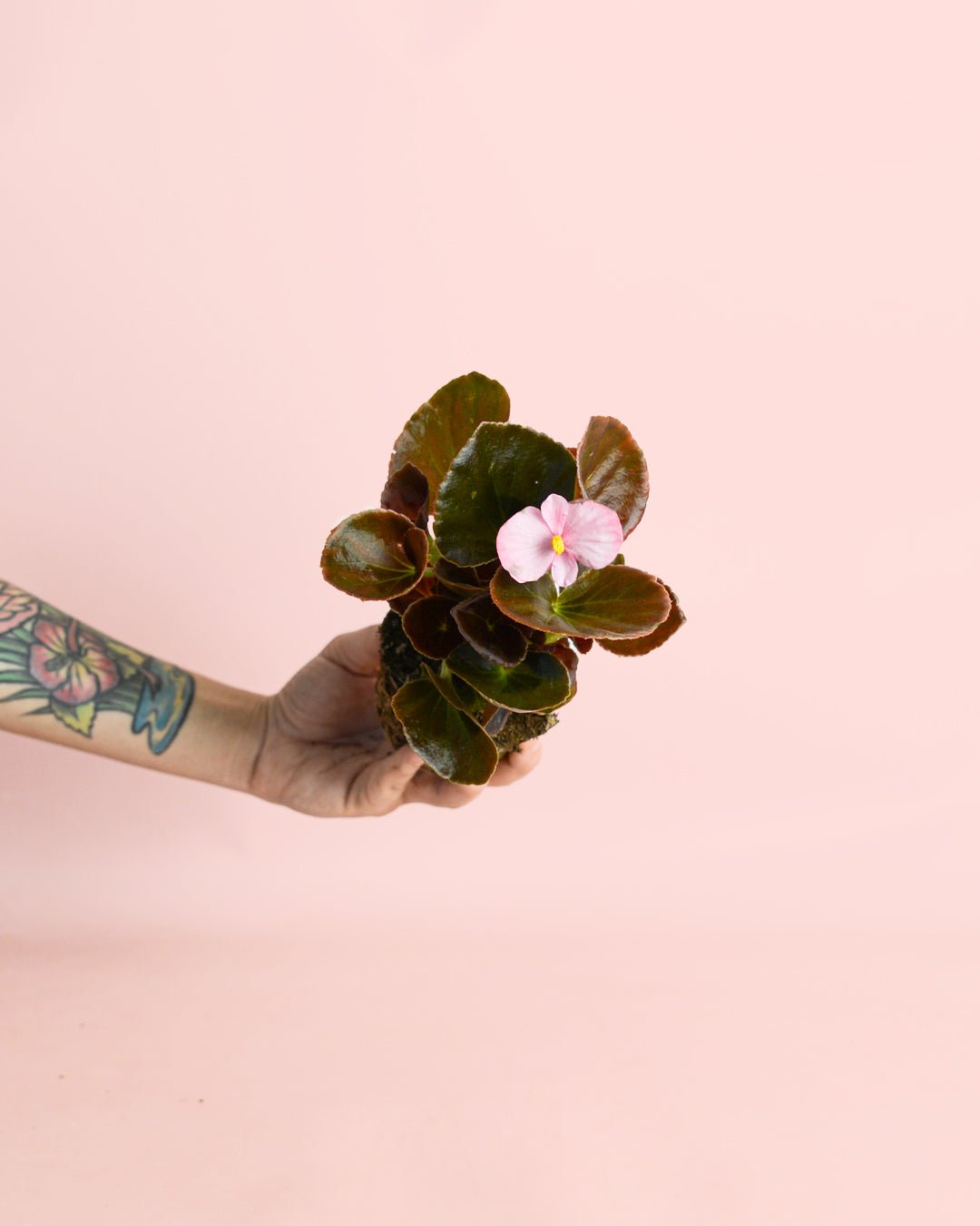 Begonia Volumia Pink Mini - Pur Plant
