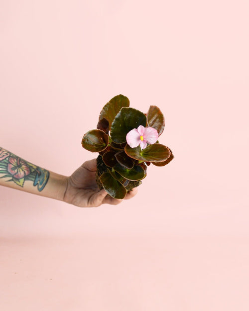 Begonia Volumia Pink Mini - Pur Plant