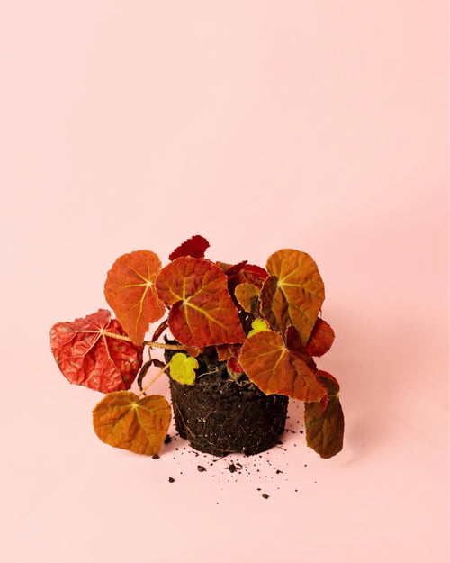 Begonia Autumn Ember M