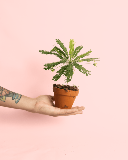 Biophytum Sensitivum Mini + Maceta Cerámica - Pur Plant