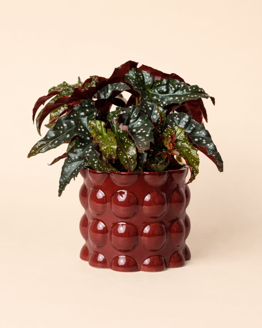 Bob – Maceta Cerámica Roja M 12 cm - Pur Plant
