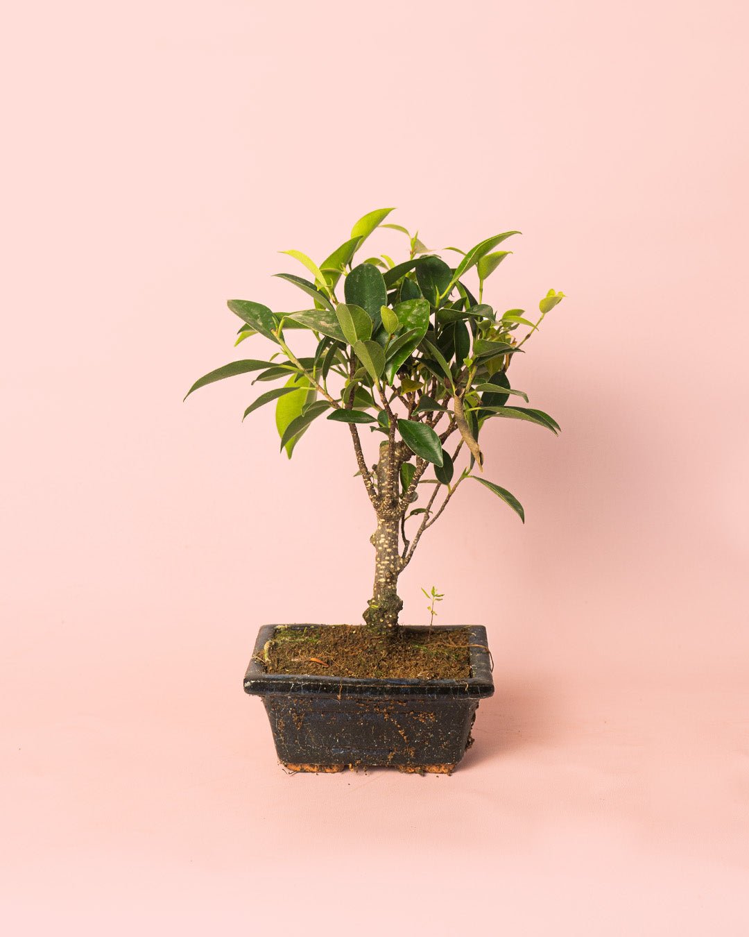 Bonsái Ficus Retusa - Pur Plant