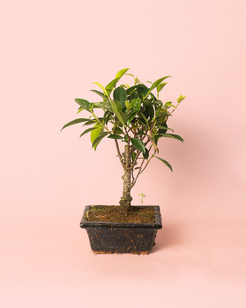 Bonsái Ficus Retusa - Pur Plant