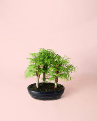 Bonsai Metasequoia