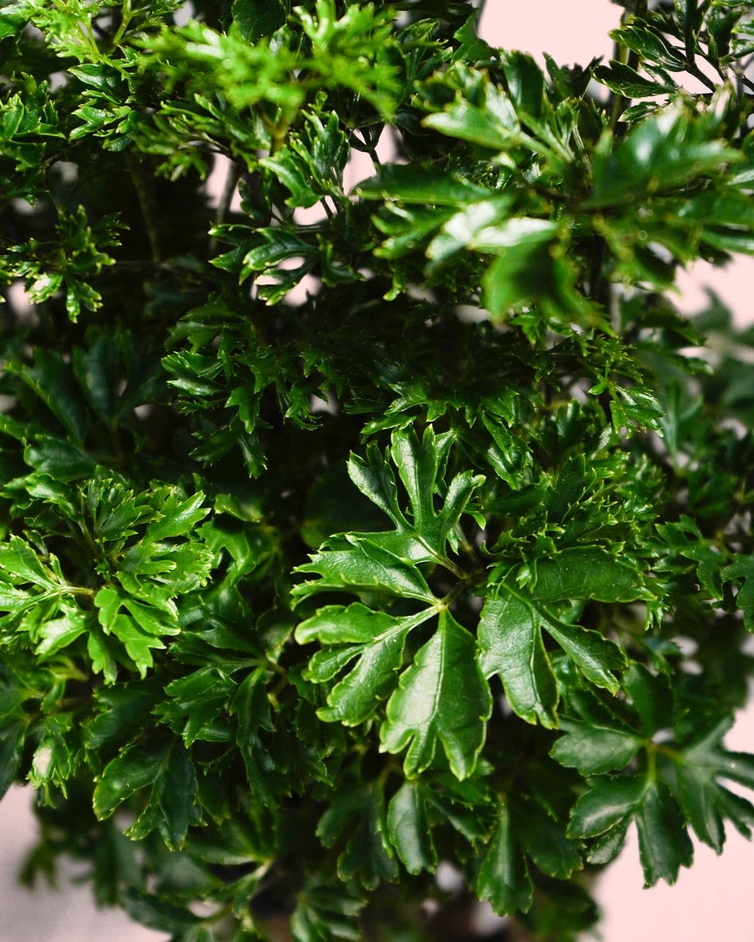 Bonsái Polyscias Fruticosa M - Pur Plant