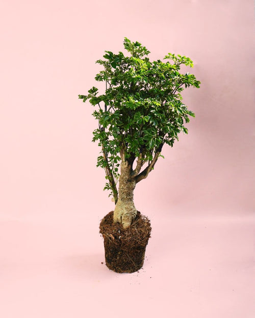 Bonsái Polyscias Fruticosa M - Pur Plant