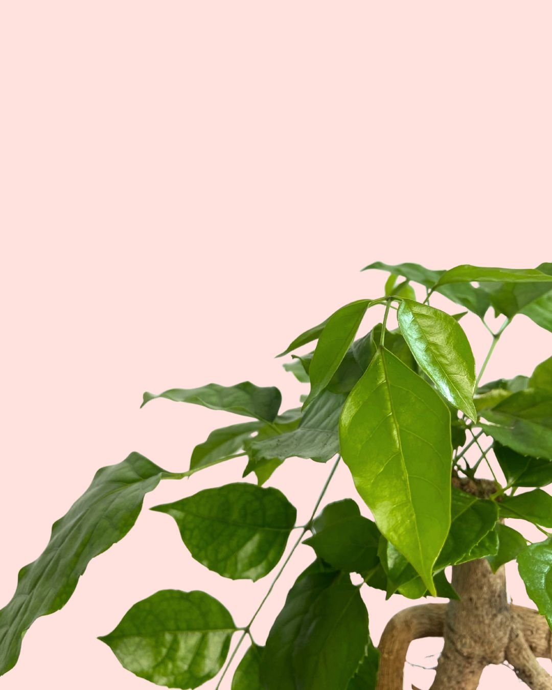 Bonsái Radermachera Sinica + maceta cerámica blanca - Pur Plant