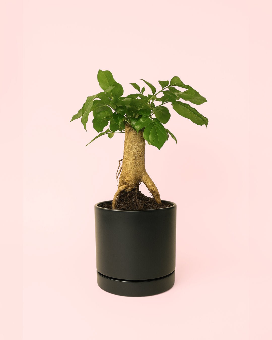 Bonsái Radermachera Sinica + maceta cerámica negra - Pur Plant