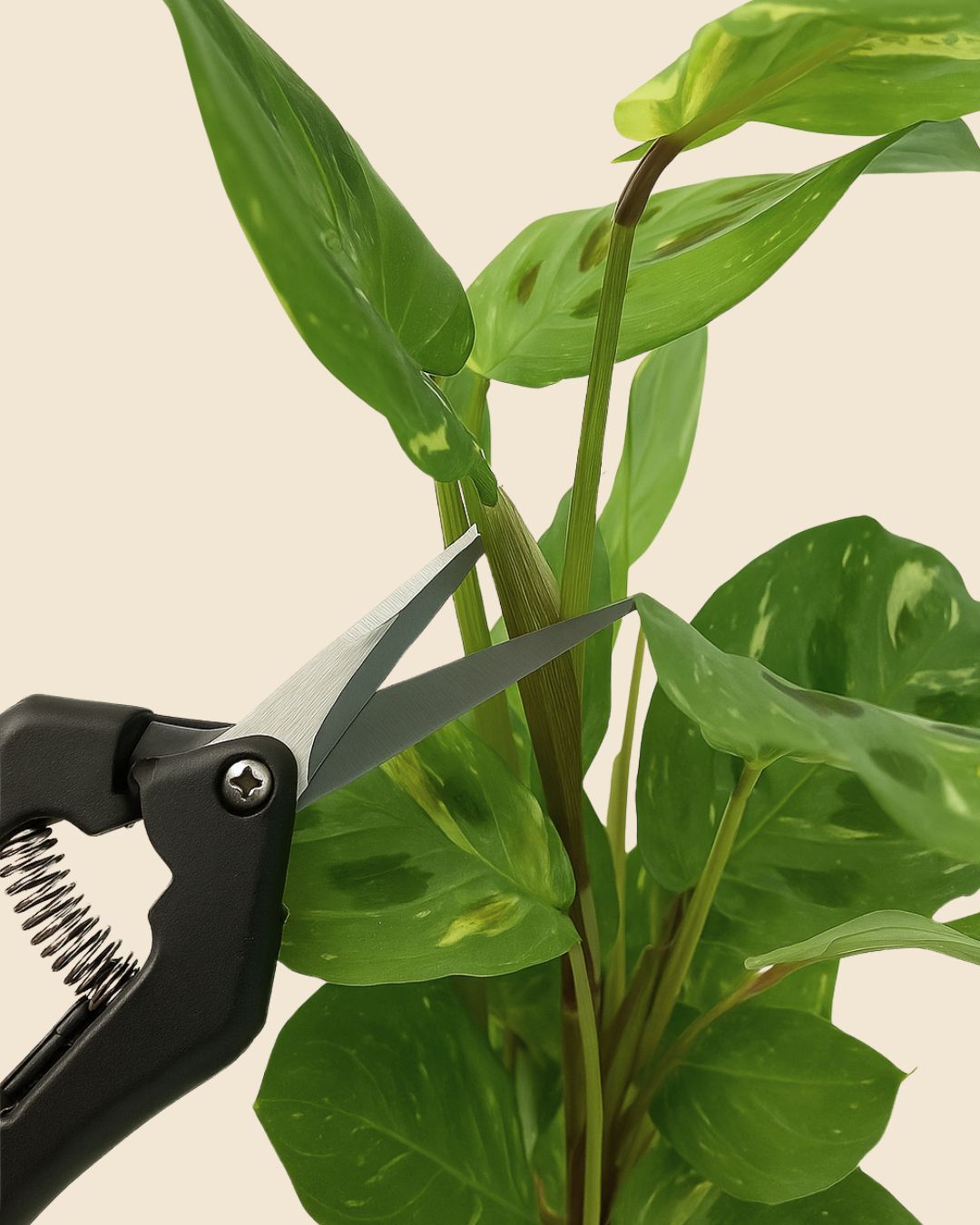 Botanic Tools – Limpia, Poda y Trasplanta - Pur Plant