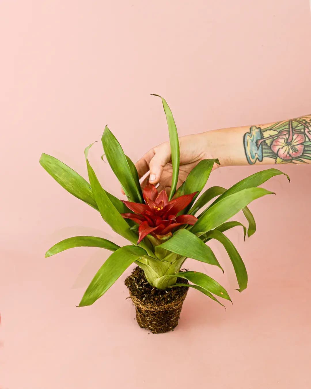Bromelia Guzmania Mix - Pur Plant