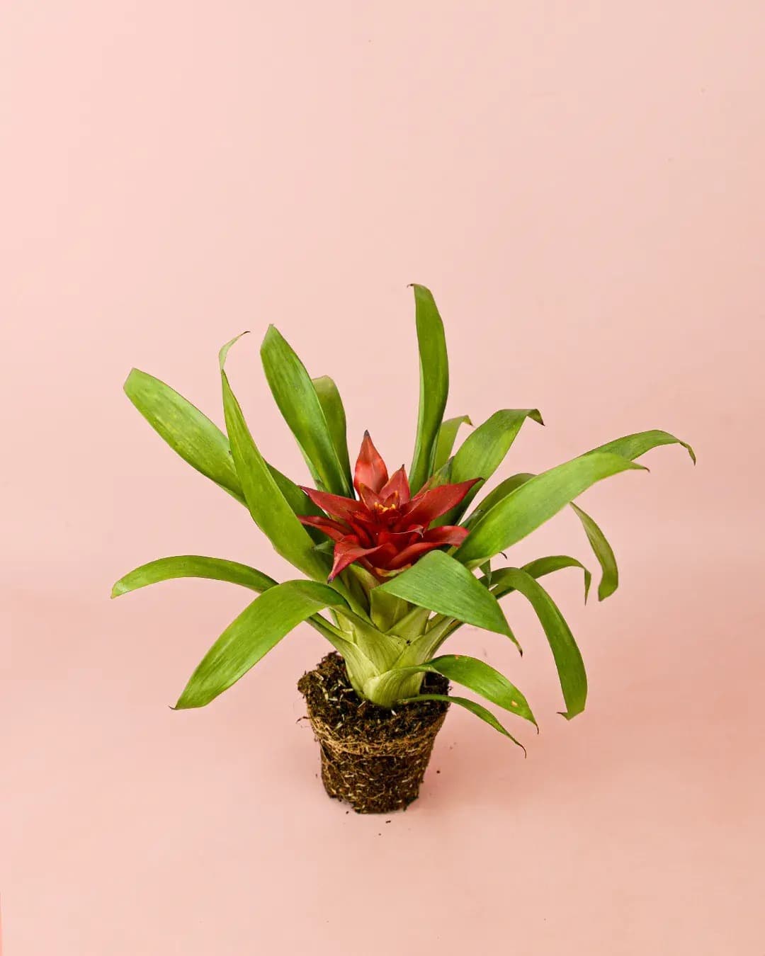 Bromelia Guzmania Mix - Pur Plant