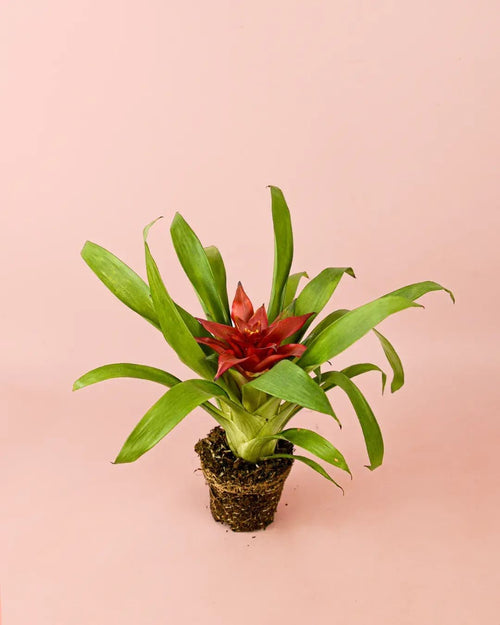 Bromelia Guzmania Mix - Pur Plant