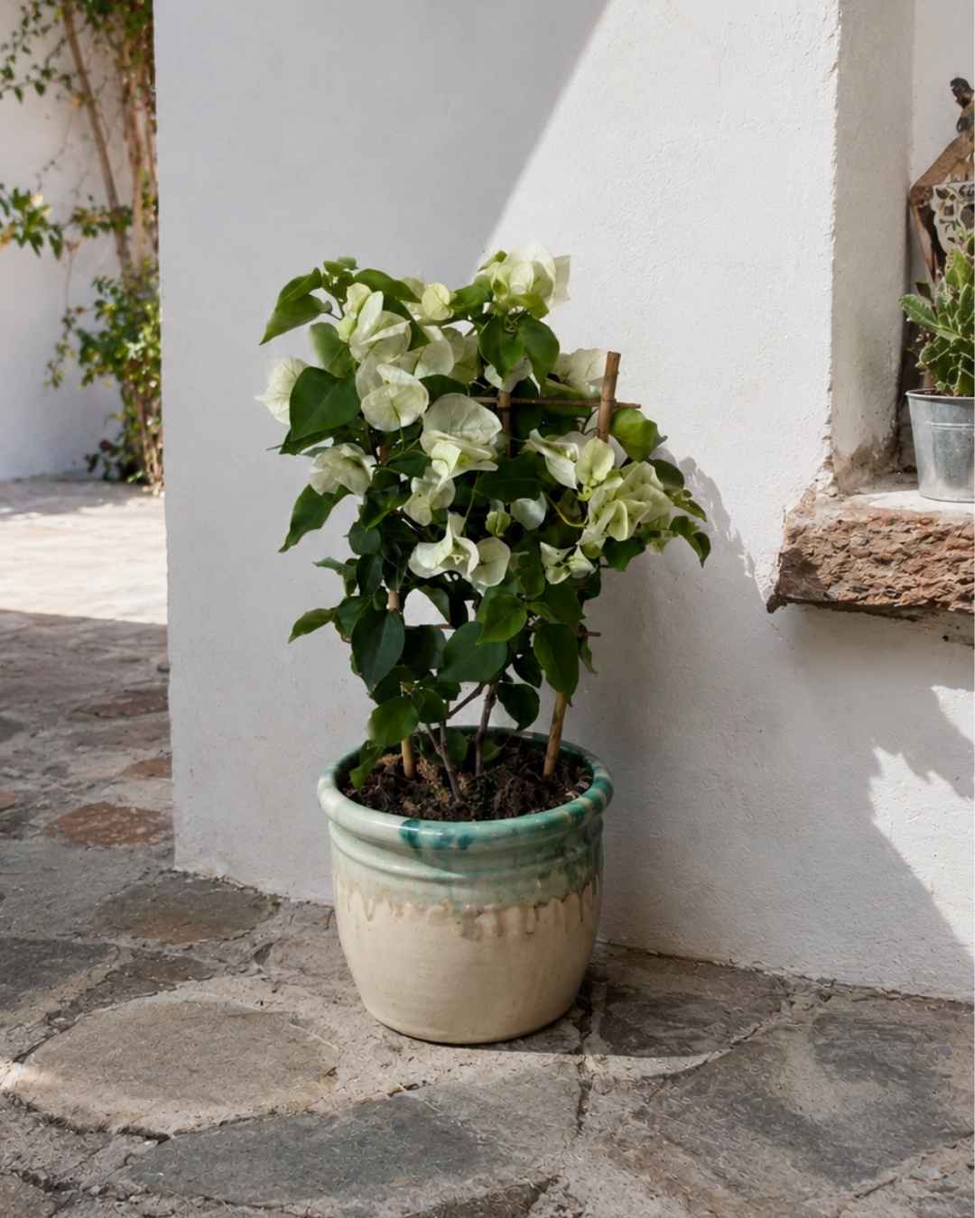 Buganvilla Blanca - Bougainvillea M - Pur Plant