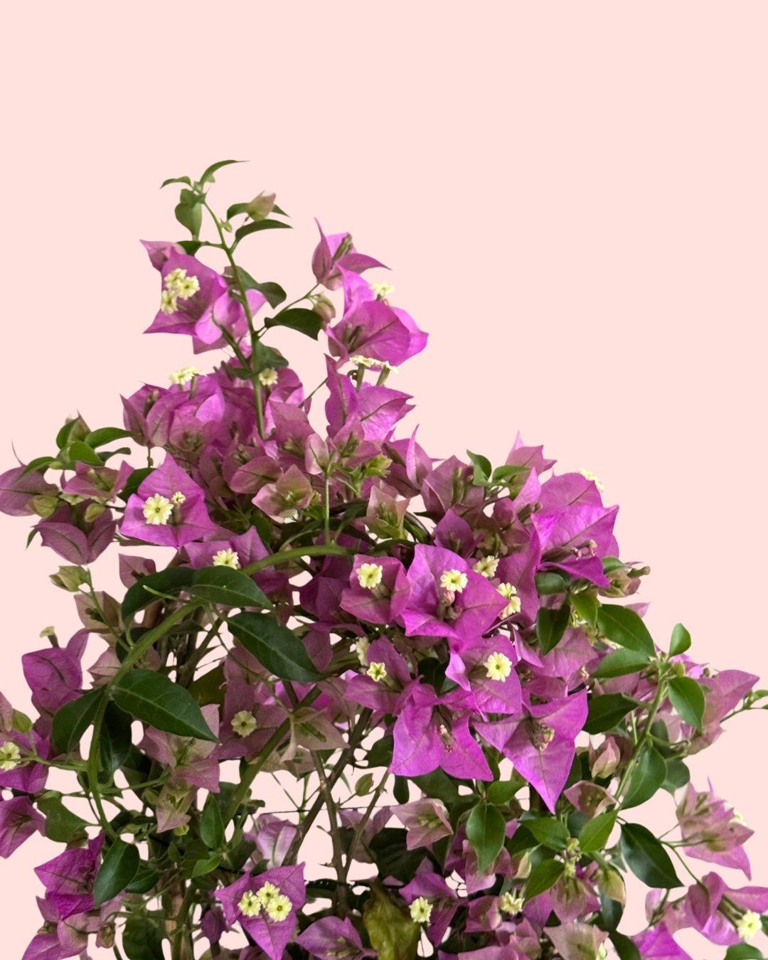 Buganvília roxa - Bougainvillea L