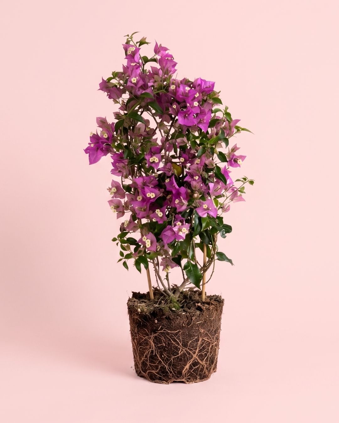 Buganvília roxa - Bougainvillea L