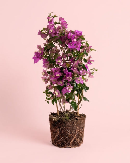 Buganvília roxa - Bougainvillea L