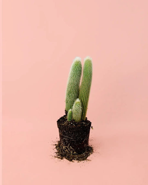 Cactus Cleistocactus Strausii M - Pur Plant