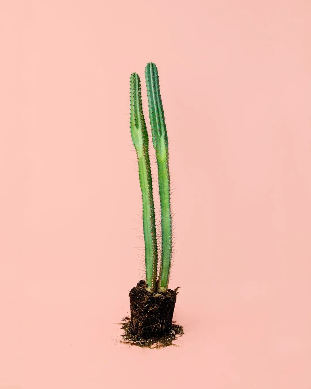Cactus Columnar M - Pur Plant