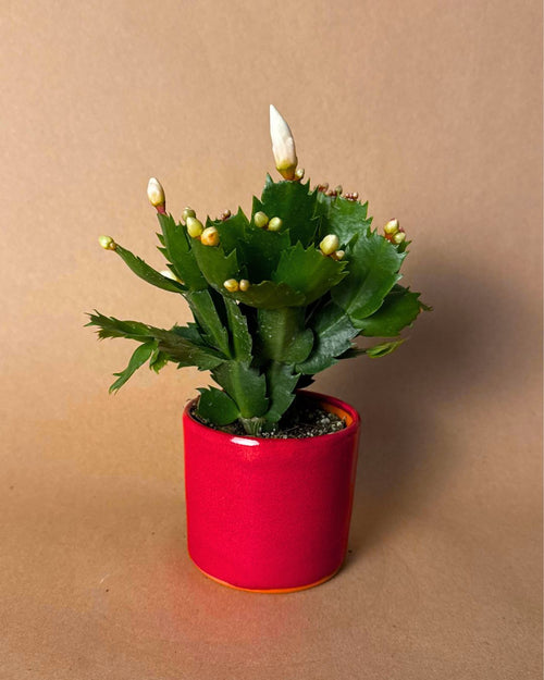 Cactus de Navidad Blanco Mini - Pur Plant