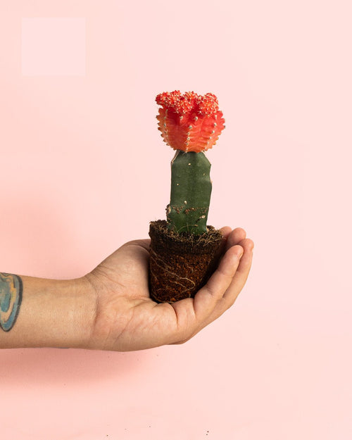 Cactus Gymnocalycium Japan Pink Mini - Pur Plant