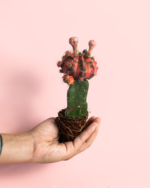 Cactus Gymnocalycium Japan Variegada Mini - Pur Plant
