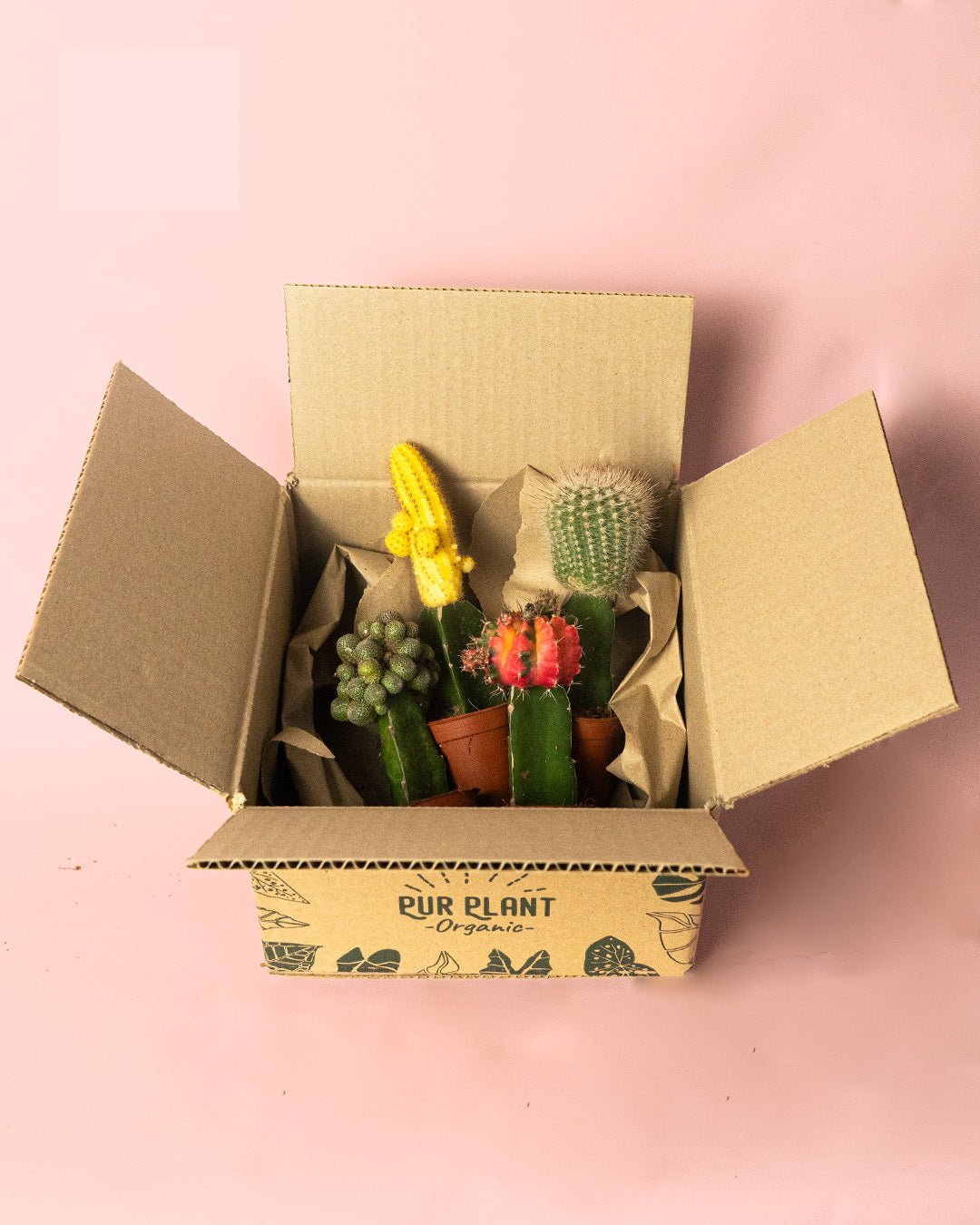 Cactus Mix Mini Box M - Pur Plant