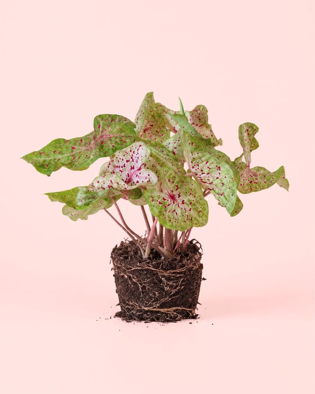 Caladium Miss Muffet M - Pur Plant