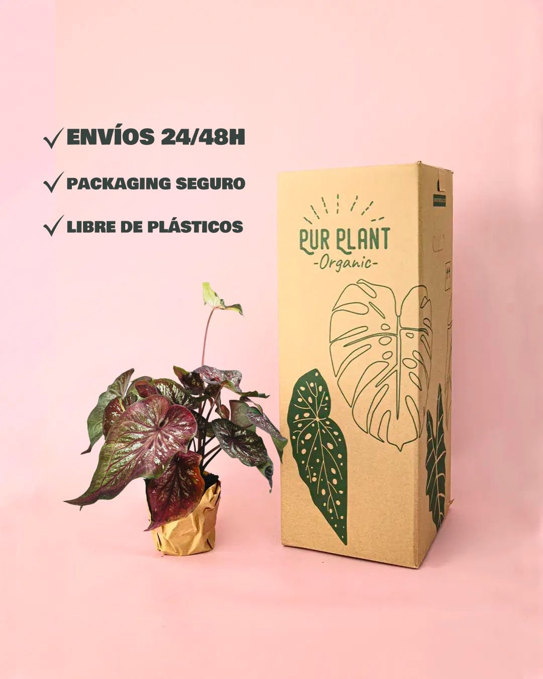 Caladium Pink M - Pur Plant