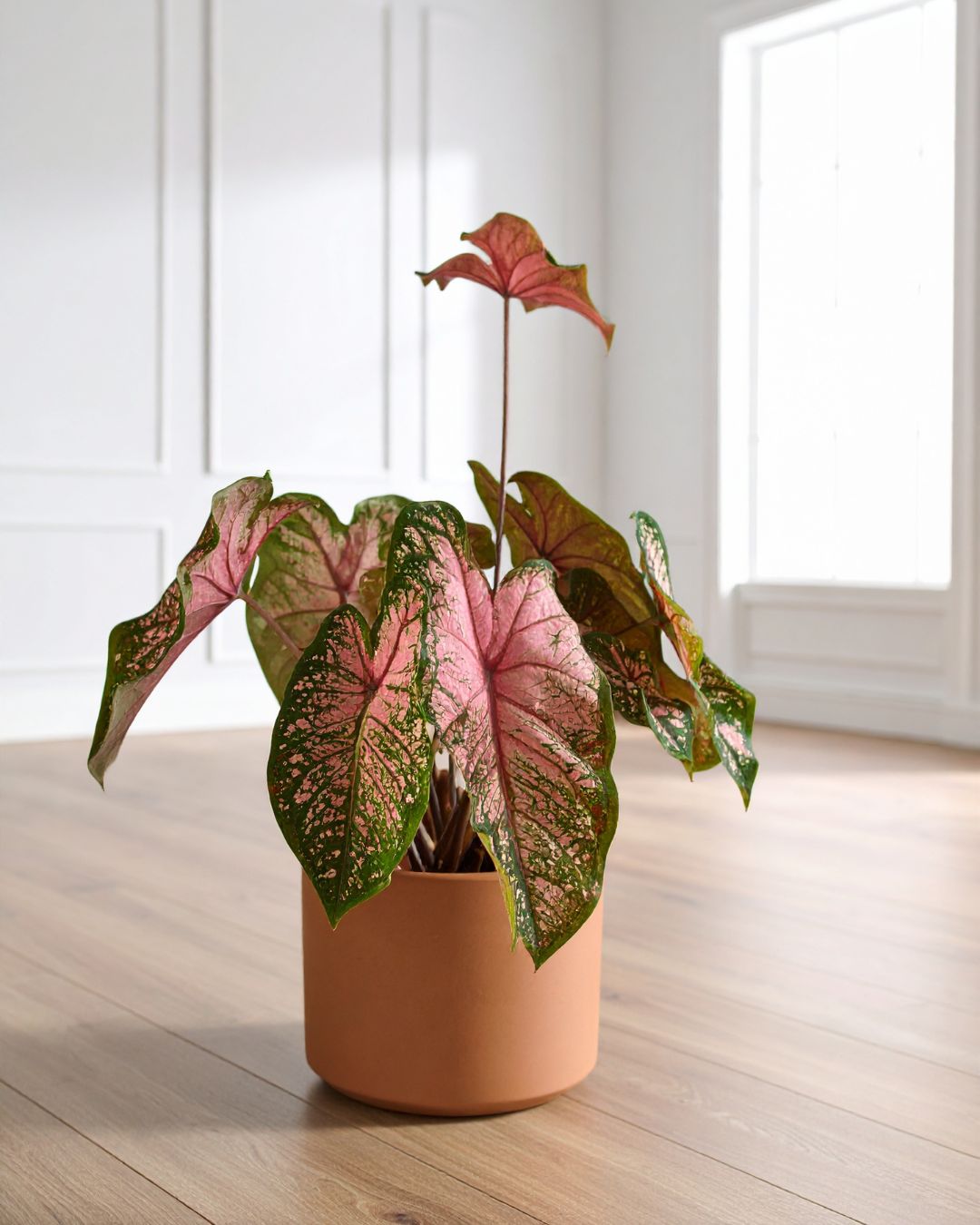 Caladium Pink M - Pur Plant