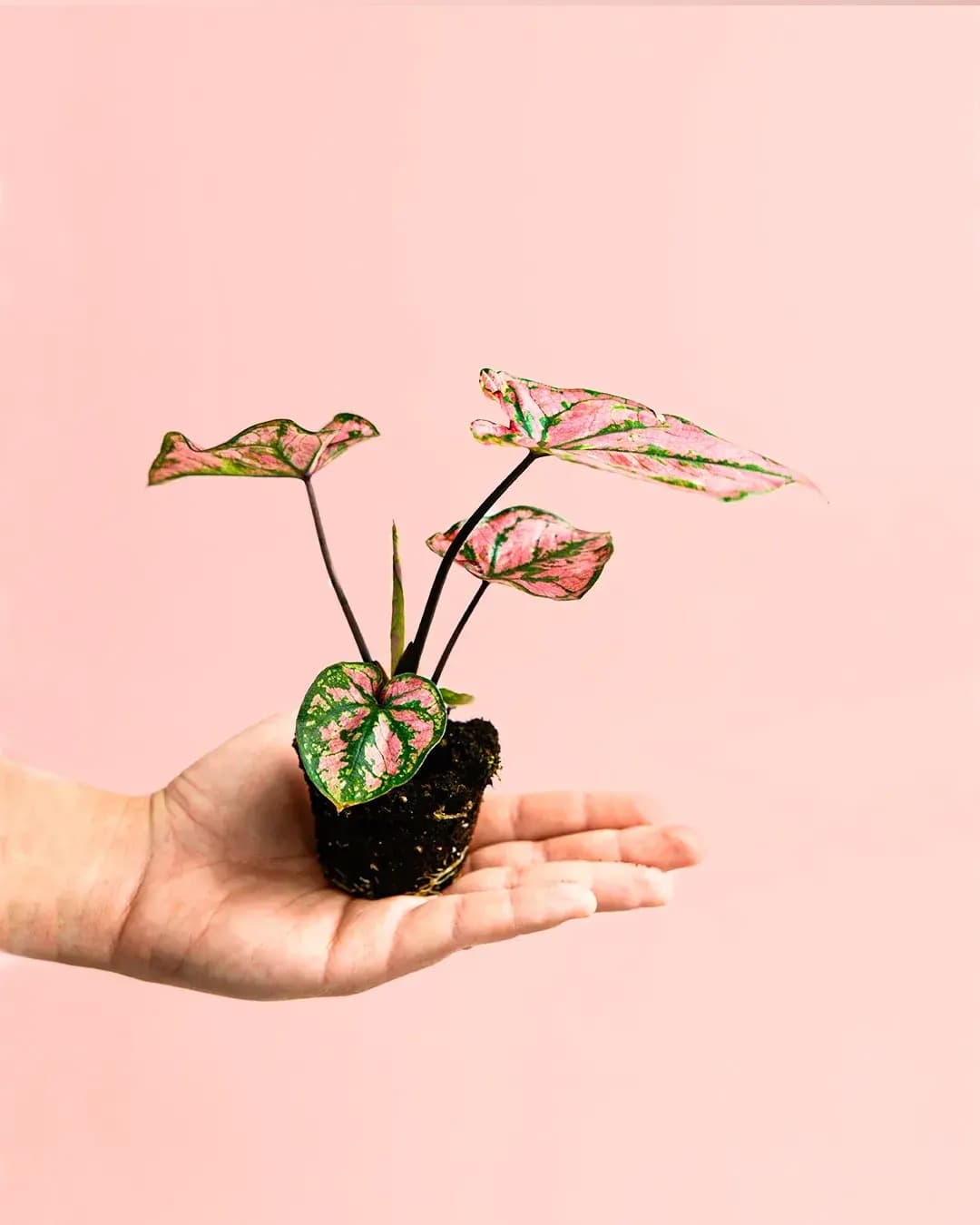 Caladium Pink Mini - Pur Plant