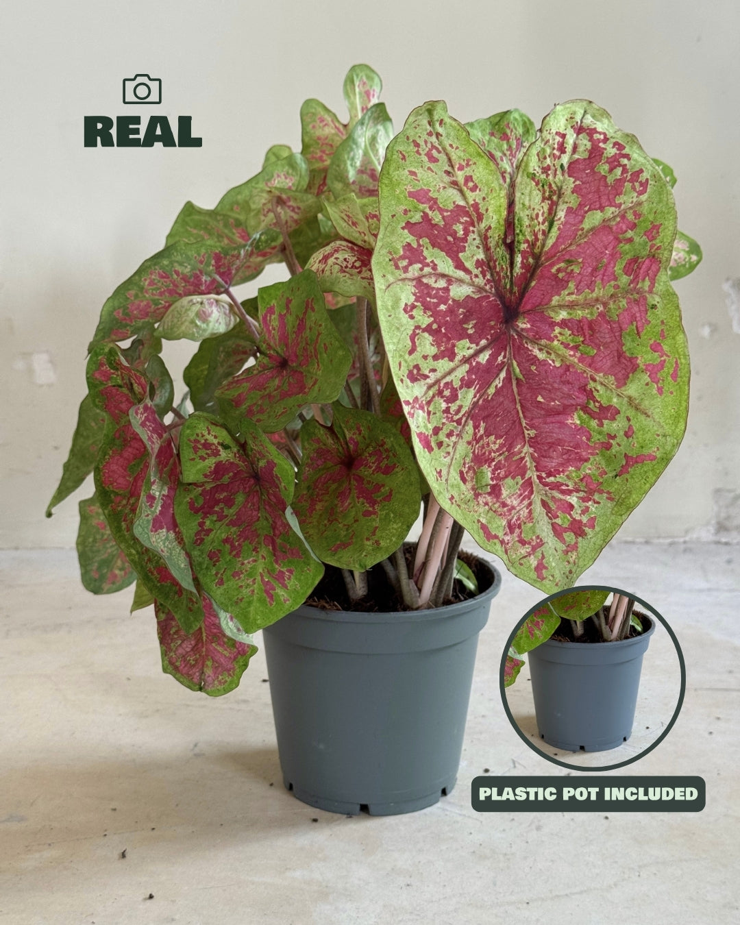 Caladium Miss Muffet M
