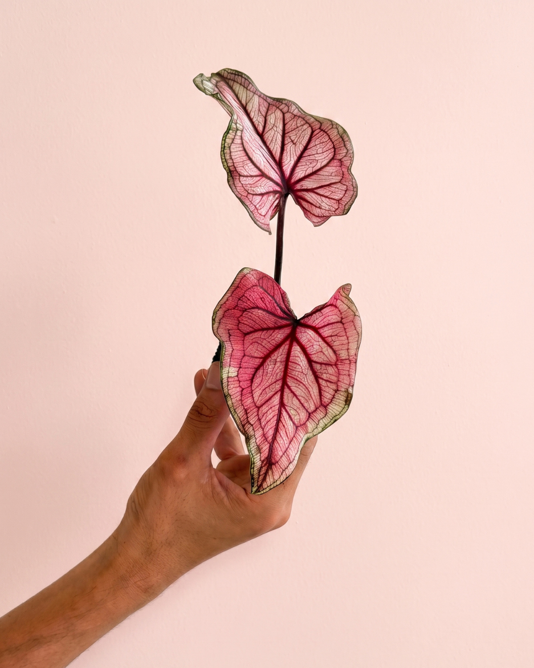 caladium_pink_lucia_mix