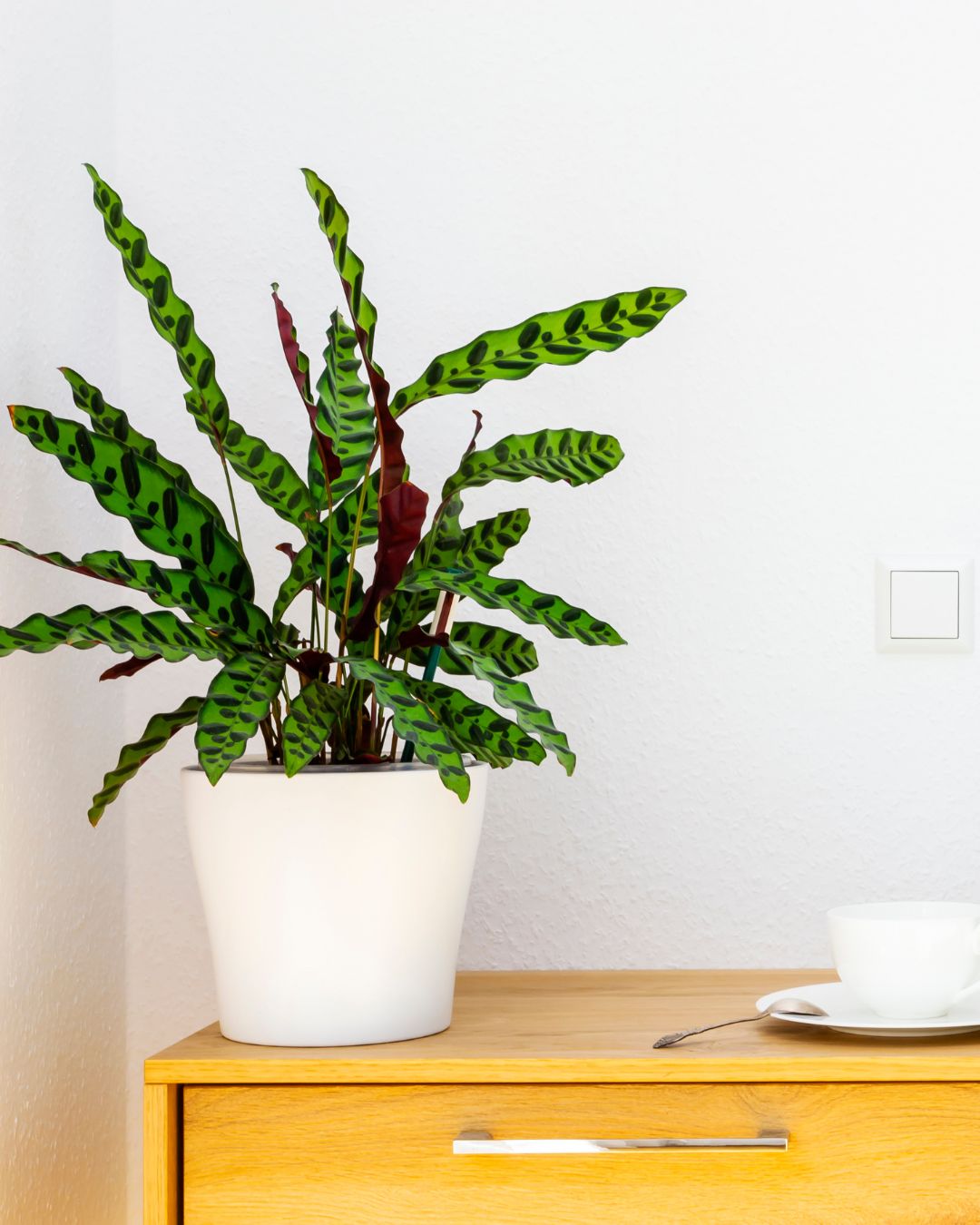 Calathea Lancifolia M - Pur Plant