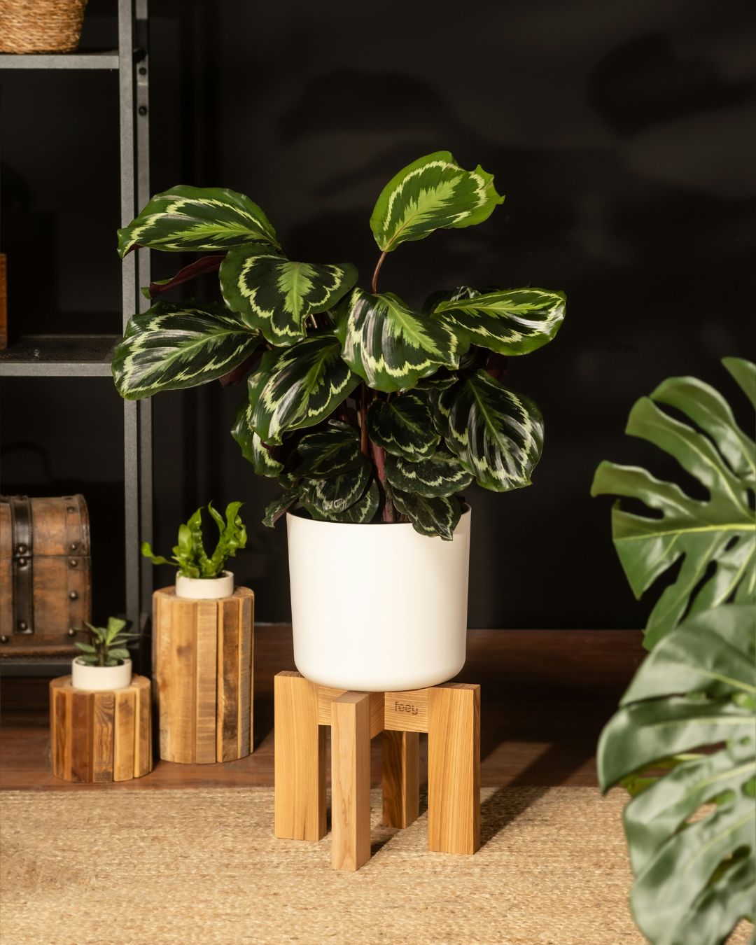 calathea-medallion-en-maceta_2