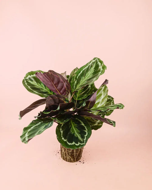 Calathea Medallion M - Pur Plant