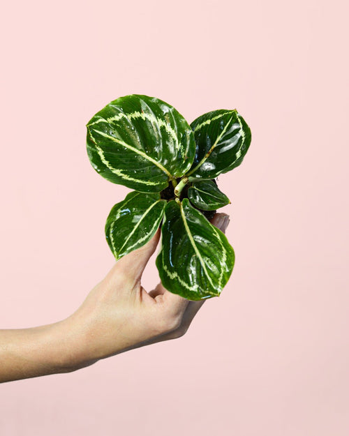 Calathea Roseopicta Green Mini - Pur Plant