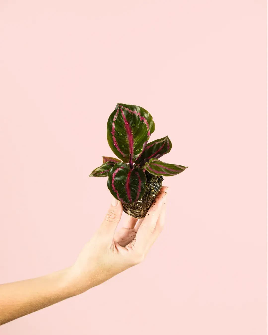 Calathea Roseopicta Mini - Pur Plant