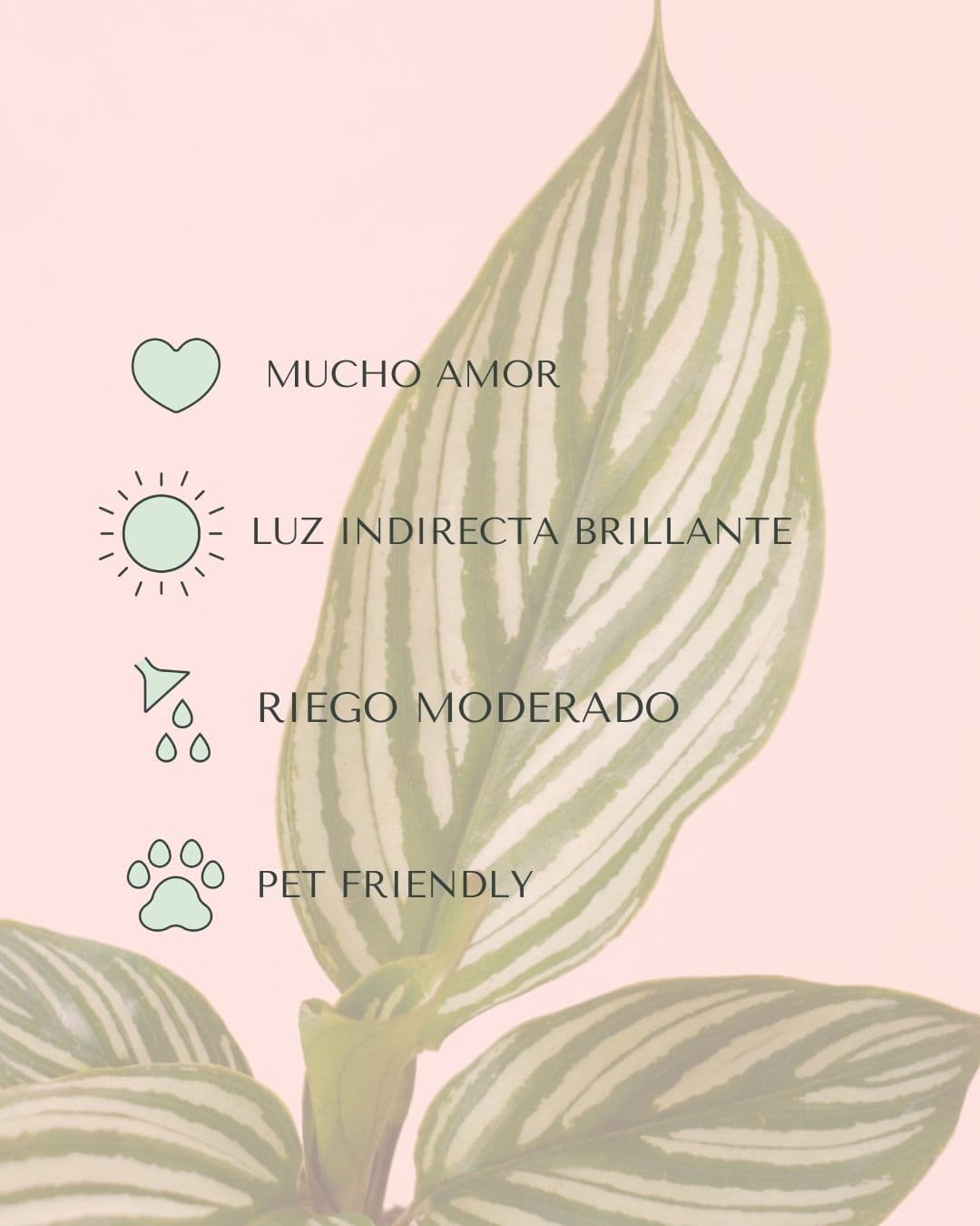 Calathea Vittata Mini - Pur Plant