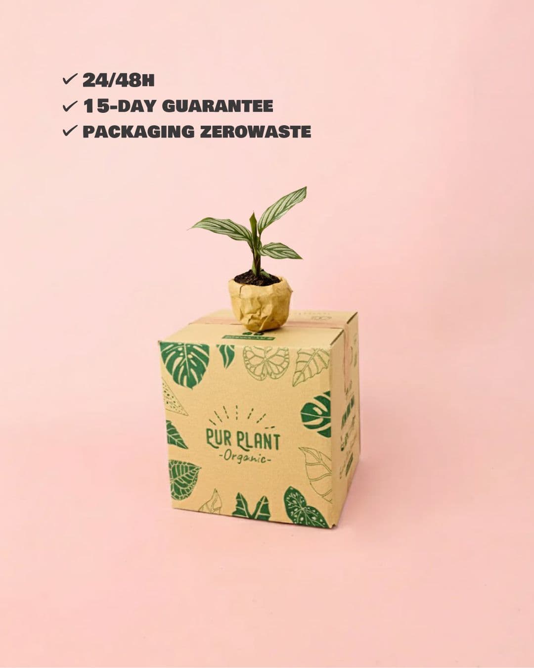 Calathea Vittata Mini - Pur Plant