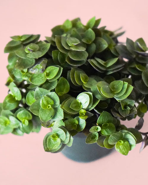 Callisia Turtle Mini - Pur Plant