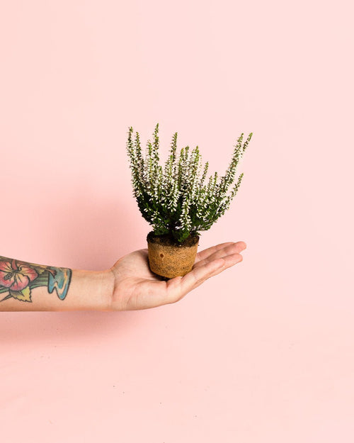 Calluna Brezo Blanca Mini - Pur Plant