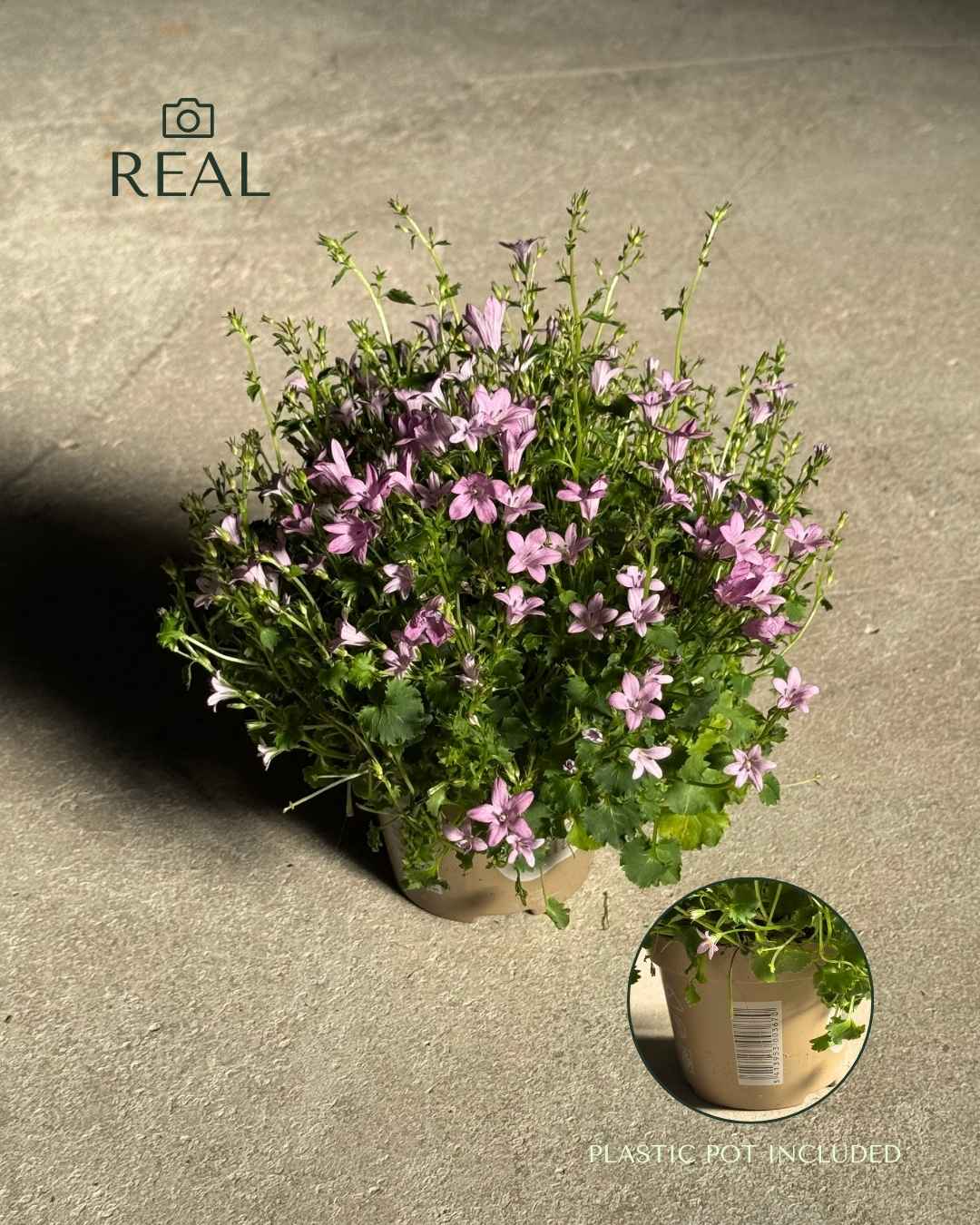 Campanula Porto Pink M - Pur Plant