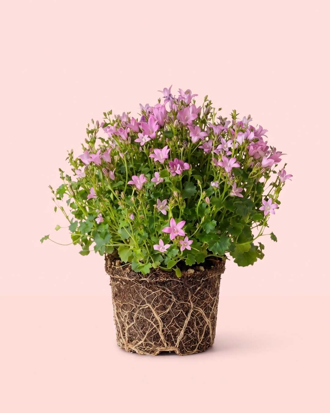 Campanula Porto Pink M - Pur Plant