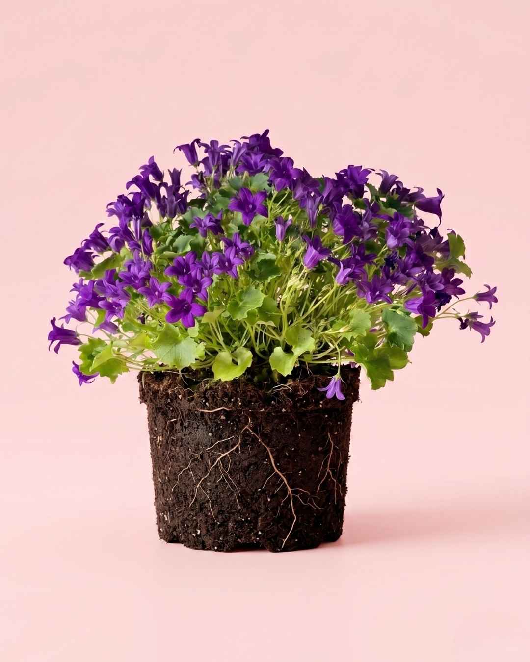 Campanula Porto Violeta M - Pur Plant