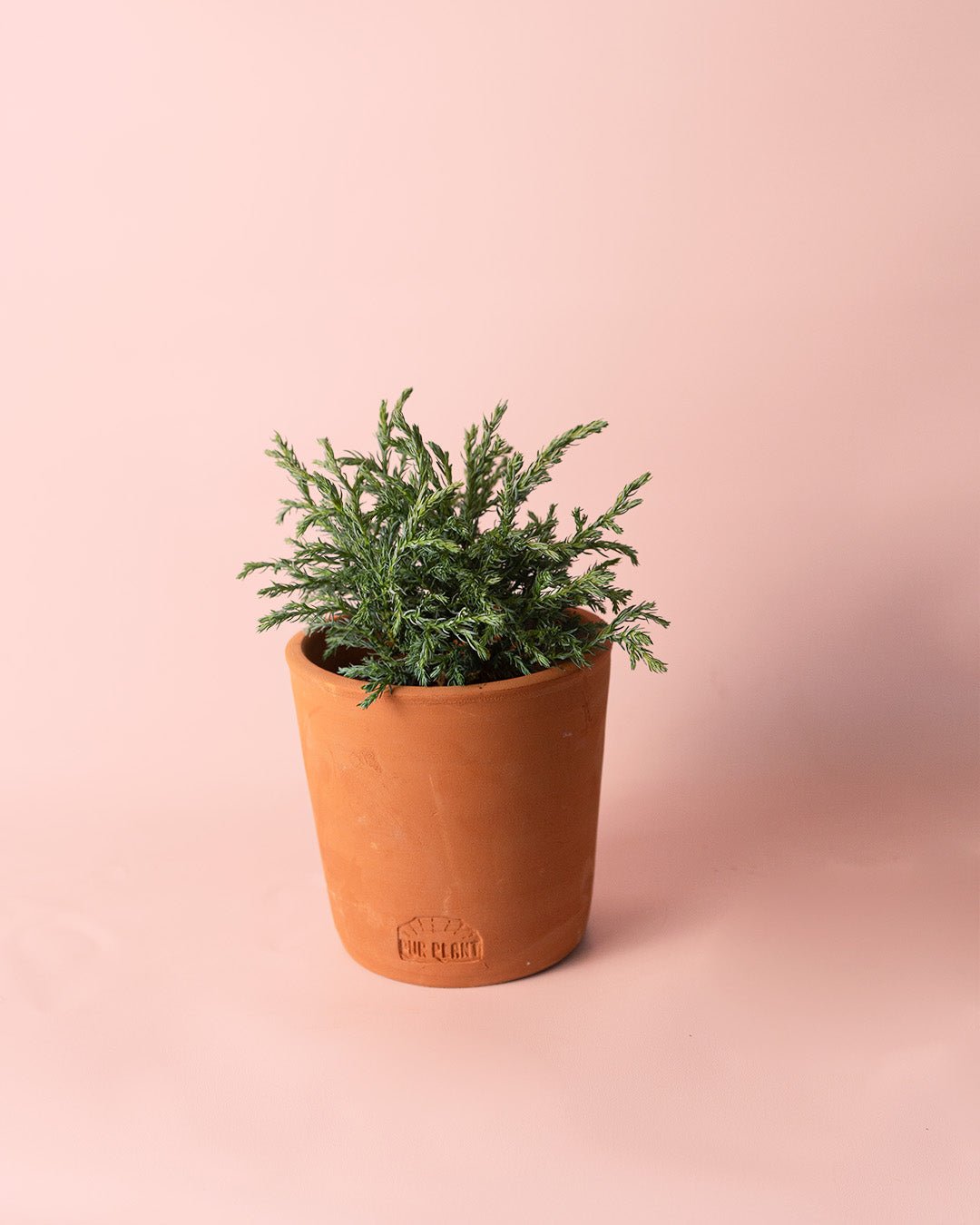 Chamaecyparis Baby Blue M - Pur Plant