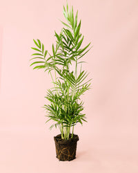 Chamaedorea Elegans – Palmeira-Anã L