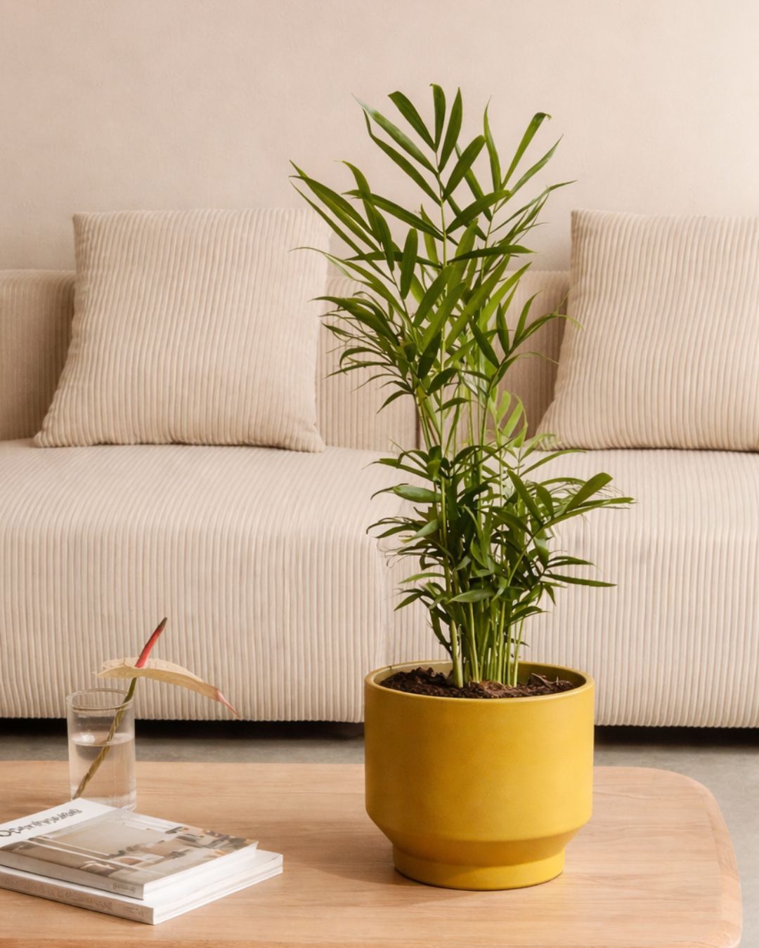 Chamaedorea Elegans – Palmera de Salón M - Pur Plant