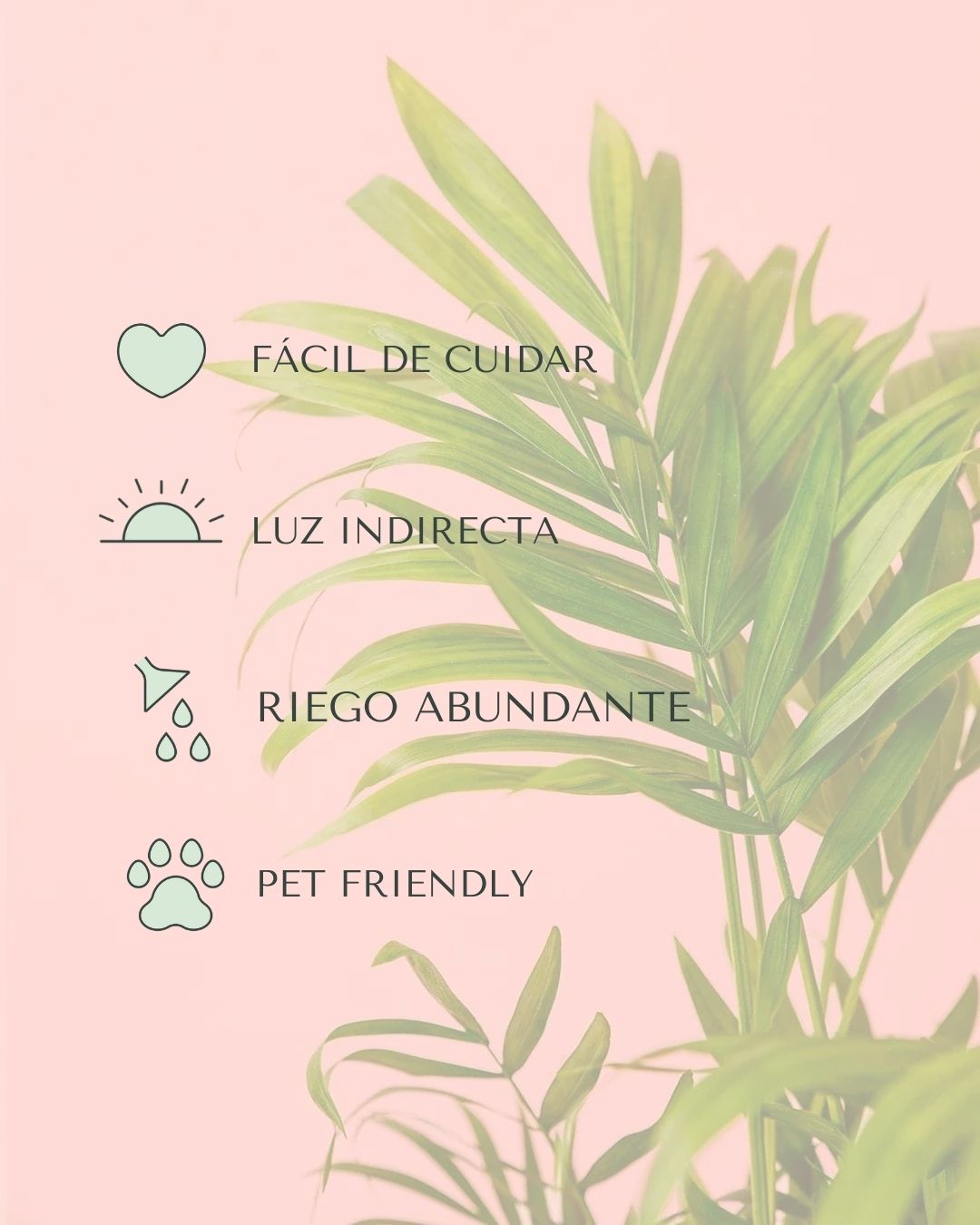 Chamaedorea Elegans – Palmera de Salón M - Pur Plant