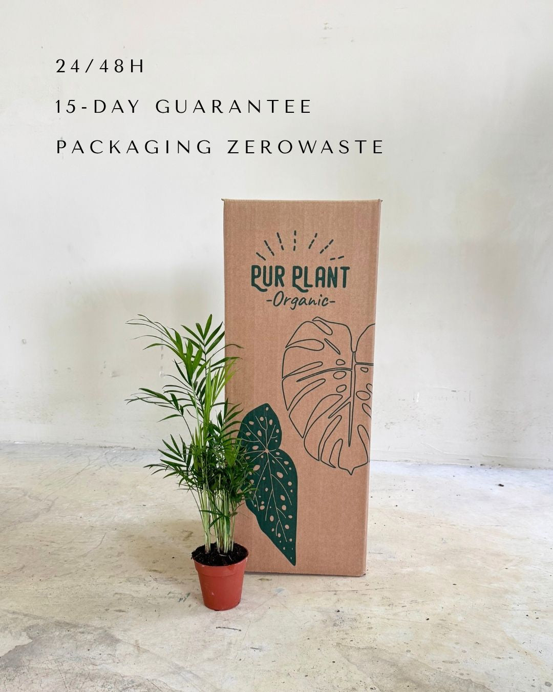 chamaedorea-elegans-palmera-de-salon-m-packaging