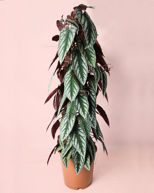 Cissus Discolor L - Pur Plant